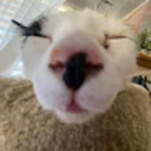 Meet your Posher, Shea